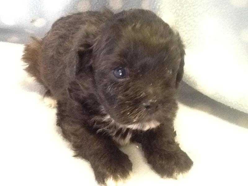 ABSOLUTELY DELIGHTFULSHIH-POO PUPPIES, ready mid feb