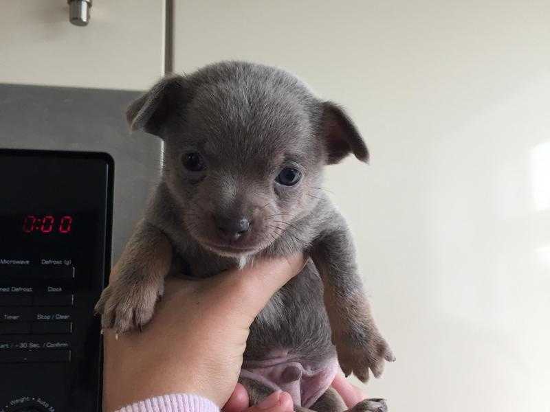 Absolutely stunning litter of blue chihuahua babies