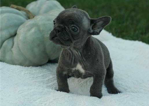 Absolutely Super Spectacular Blue French Bulldog Puppies For Sale