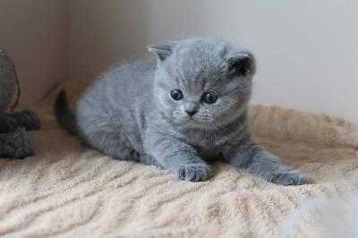 Adble Blue  British Shorthair Kittens