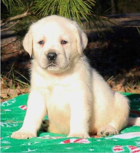 Admirable and lovely Labrador puppies to complete a family