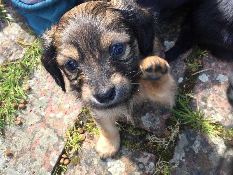 Adorable 039Mexican Hotdog039  (Mini Dachshund x Chihuahua) Puppies