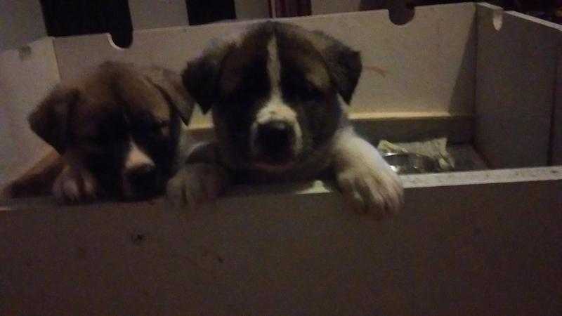 adorable american akita pups ready 19th jan 2016