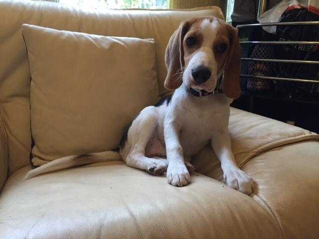 Adorable and cute male beagle puppy for sale