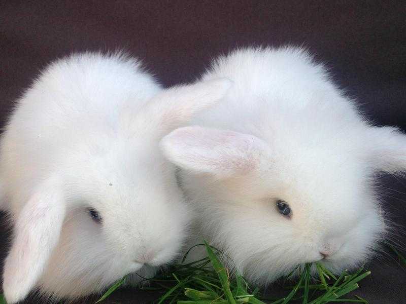 Adorable baby mini lion lop rabbits