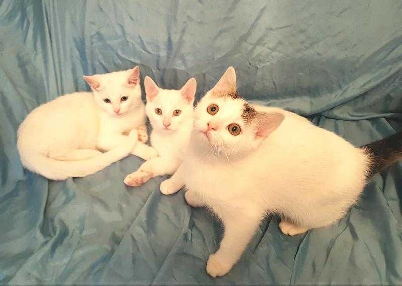 Adorable Beautiful White Kittens Various Prices