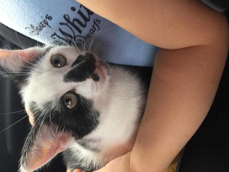 Adorable black and white kitten for sale