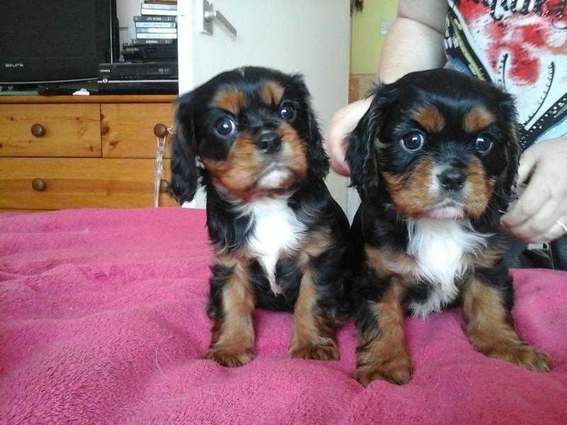 Adorable Cavalier King Charles Spanniel BOY Puppies