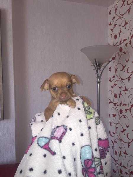 Adorable Chihuahua x Pug puppies.