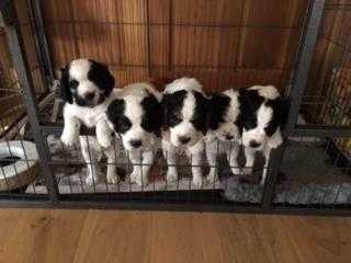 Adorable Cocker Spaniel Puppies