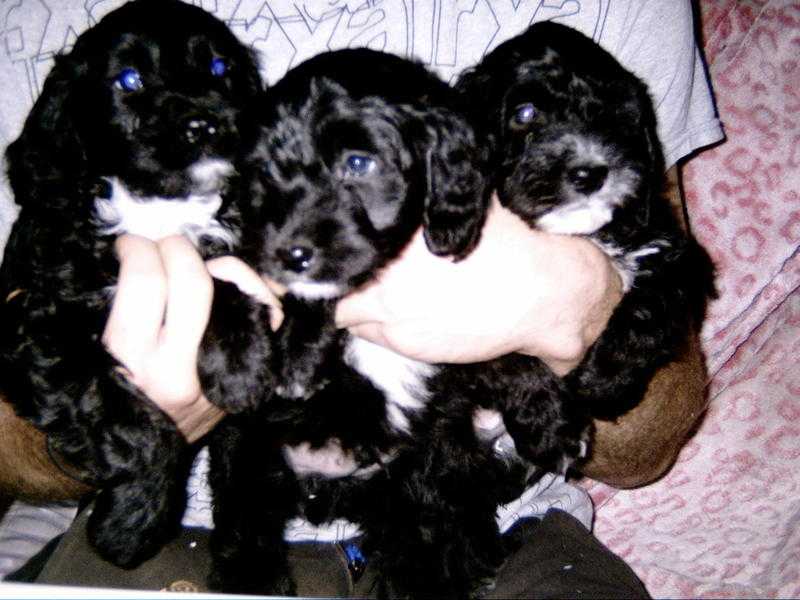 Adorable Cockerpoo puppies