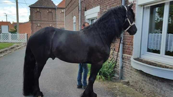 ADORABLE DREAM FRIESIAN HORSES  ONLY FOR SERIOUS HORSE LOVERS.