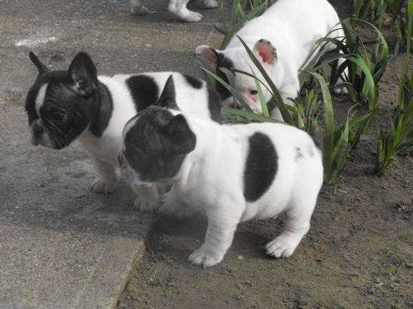 Adorable French bulldog puppies email160protected