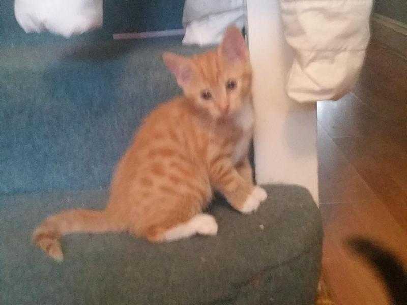 Adorable Ginger Boy Kitten