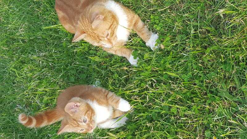 Adorable ginger kittens