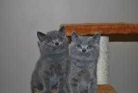 Adorable healthy chunky Blue British short hair  kittens