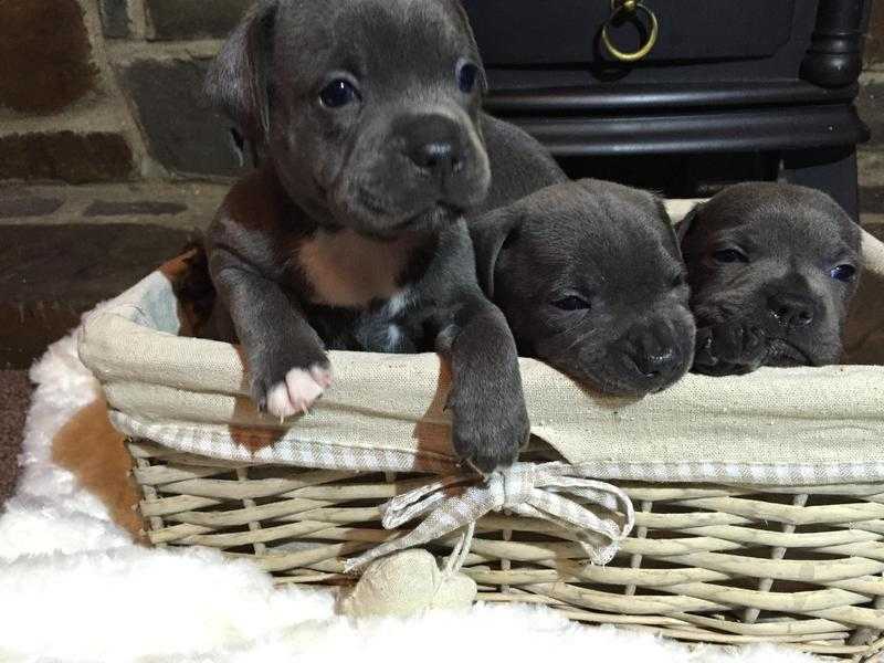 Adorable KC Blue Staffordshire Bull Pups