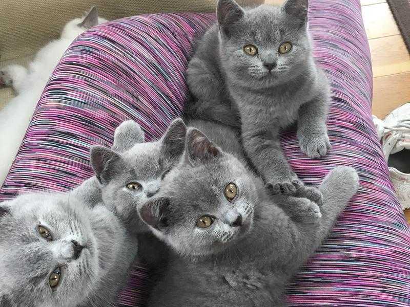 Adorable kittens - ready now British shorthair GCCF registered pedigree