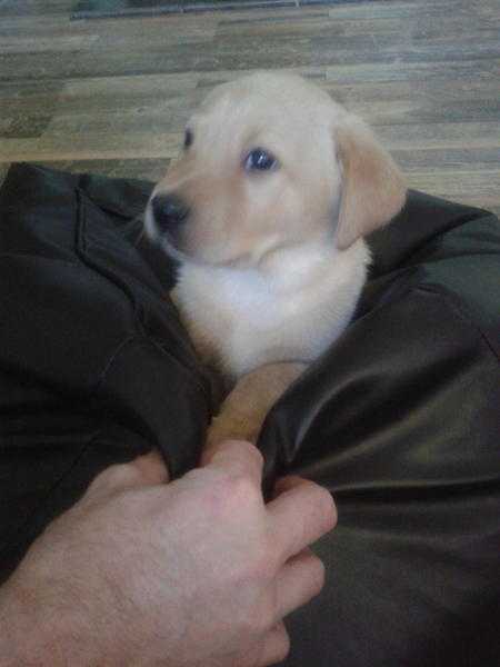 Adorable Labrador Puppies