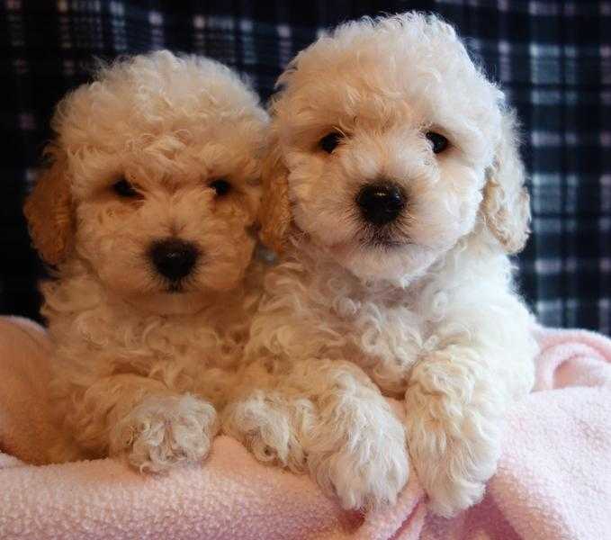 ADORABLE LITTLE BICHONPOO