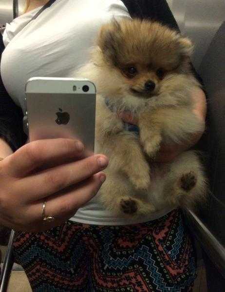 Adorable little Pomeranian