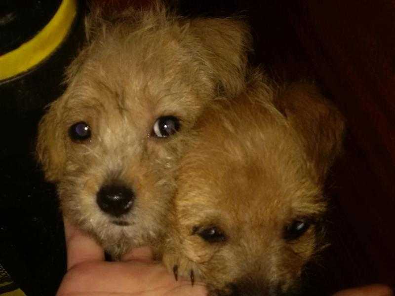 adorable loving designerhybrid shorkie pups (liverpool)