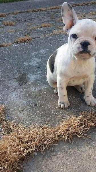 Adorable male frenchie is available now