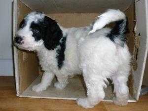 Adorable Miniature Sproodle Springer Doodle Puppies (cockerpoo)