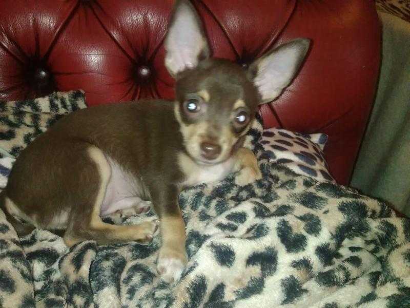 ADORABLE PEDIGREE CHUNKY CHOCOLATE CHIHUAHUA BOY PUPPY FOR SALE 13 WEEKS