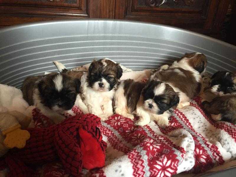 Adorable pedigree Shih Tzu puppies for sale