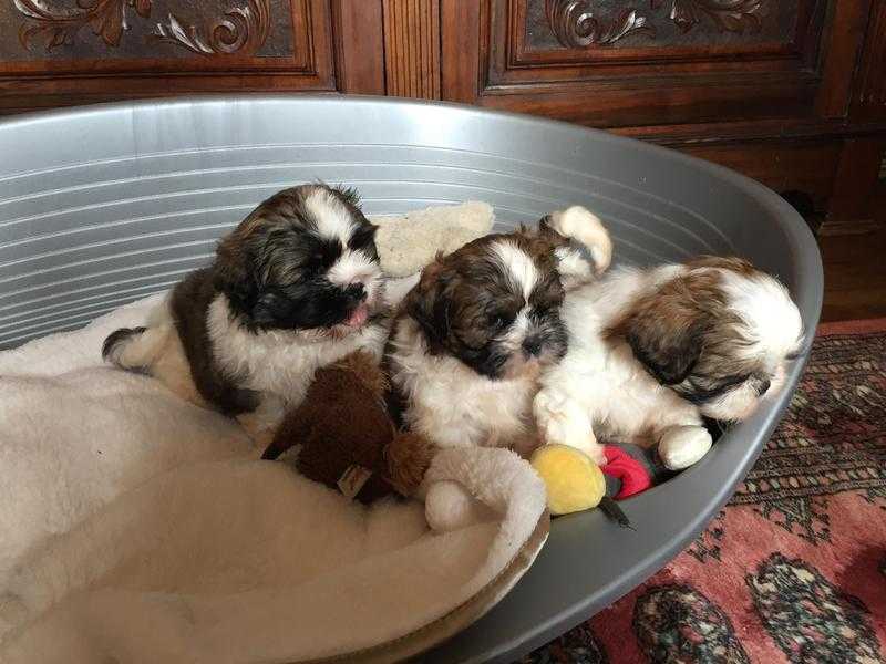 Adorable pedigree Shih Tzu puppies for sale