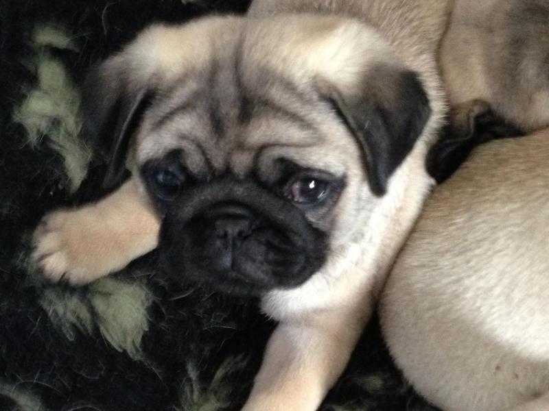 Adorable Pug puppies