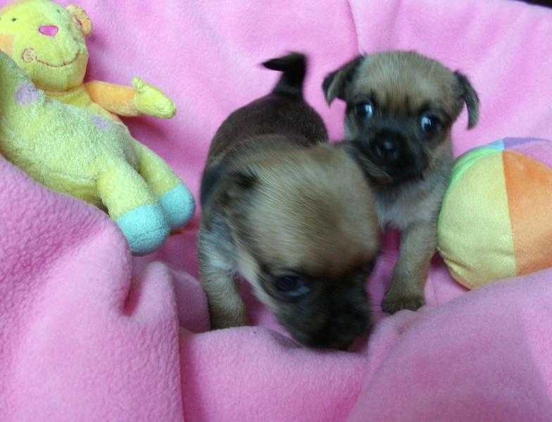Adorable pups Pug x Boys and Girls (Pugshires)