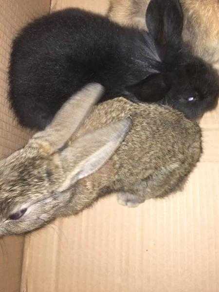 Adorable Rabbits for Sale