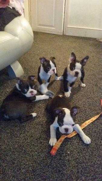 adorable  Registered Boston terrier ready and awaiting new home