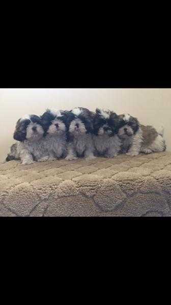 Adorable shih-tzu puppies