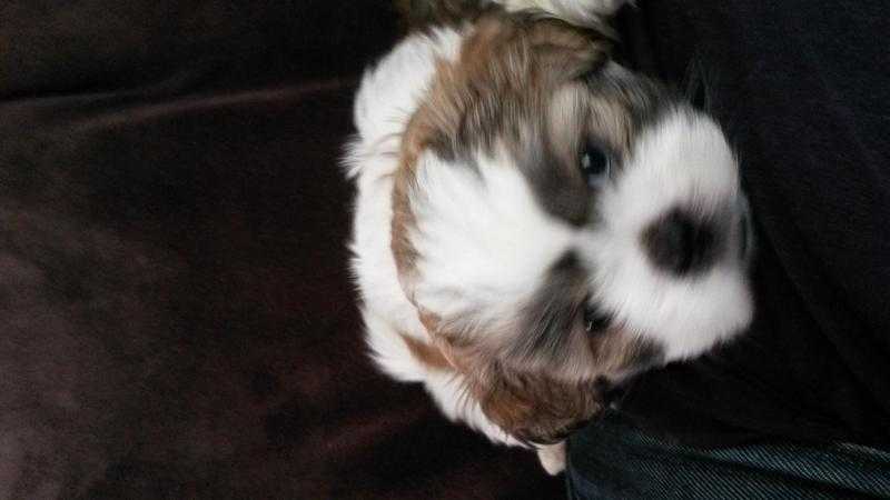 Adorable shihtzu for sale