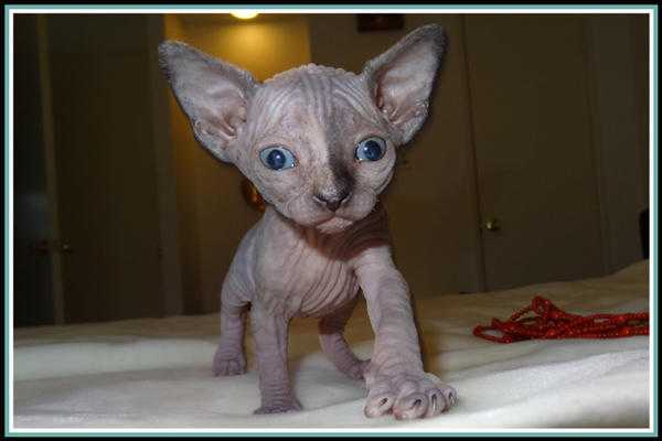 Adorable Sphynx Male And Girl Pair of kittens