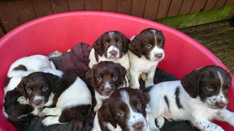 Adorable Springer Spaniel Puppies For Sale ...