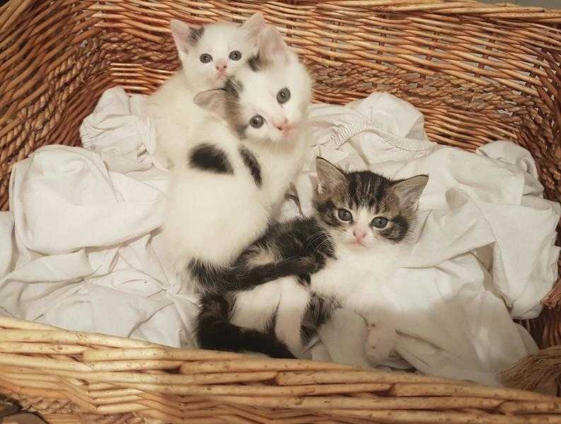 Adorable tabby white Tabby Kittens