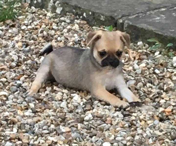 Adorable Tiny Chug Puppies