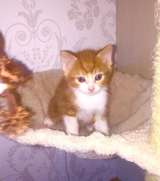 Adorable tiny ginger and tortoiseshell kittens Ready now