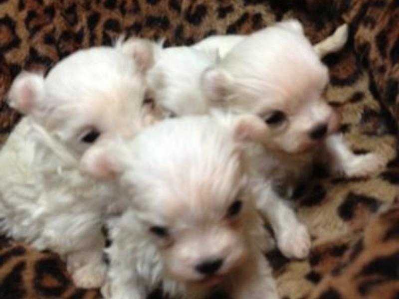 Adorable tiny little Maltese kc registered