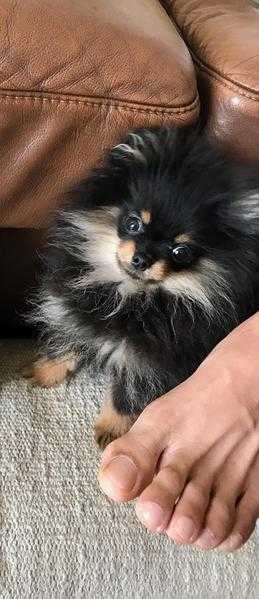 Adorable tiny miniature Pomeranian boy black tan coat