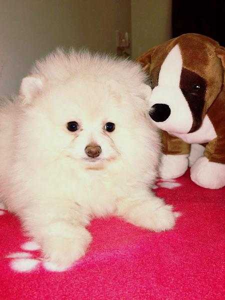 Adorable white super fluffy mianiature Pomeranian boy