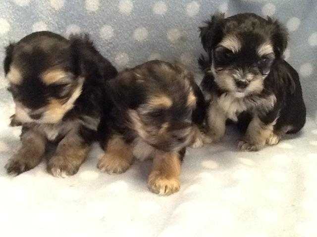 ADORABLE YORKSHIRE TERRIER X BICHON FRISE GIRL PUPPIES