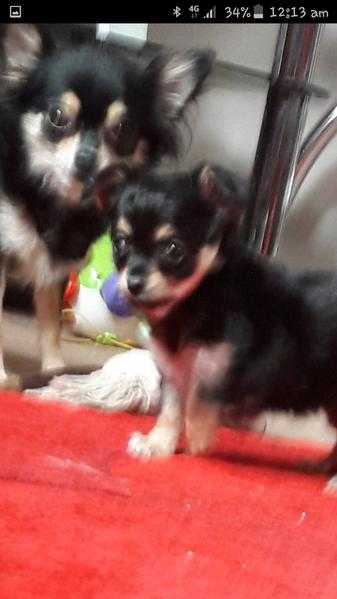 Adoreable GIRL chihuahua Blackamptan