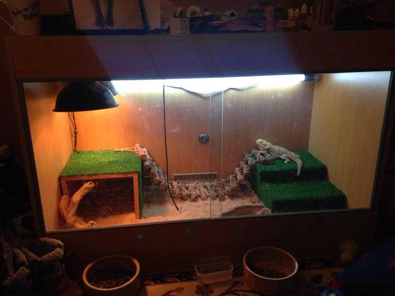 Adult bearded dragon with Viv for sale