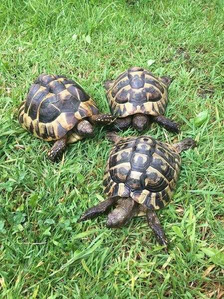 Adult Breeding Hermann tortoises