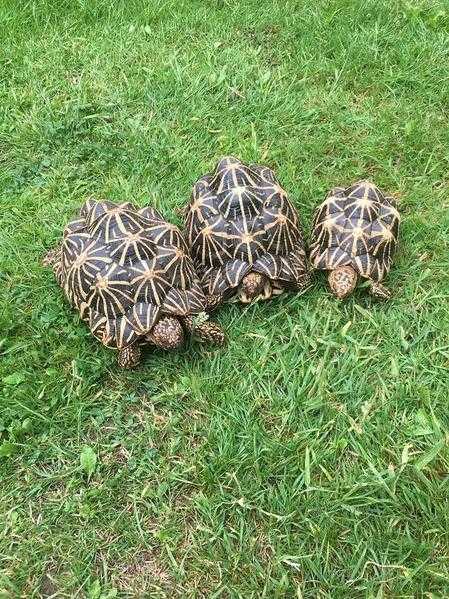 Adult Breeding Indian Star tortoises